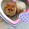 dog, fluffy, indoor, tile_floor, sunglasses_sticker, pink_bow_sticker, heart_shape, pet, cute, small_dog, brown_fur, white_tail, decorative_frame, playful, digital_sticker, animal, companion, looking_up, adorable, fun