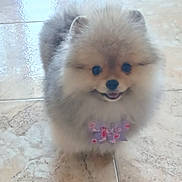 Pamela a rejoint le concours — aidez-le/la à gagner de superbes lots ! dog, puppy, pomeranian, fluffy, bow, purple_bow, heart_pattern, happy, smiling, pet, indoor, tile_floor, small_dog, cute, animal, fur, face, standing, looking_up, adorable