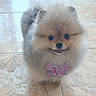 dog, puppy, pomeranian, fluffy, bow, purple_bow, heart_pattern, happy, smiling, pet, indoor, tile_floor, small_dog, cute, animal, fur, face, standing, looking_up, adorable