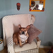 Boule a rejoint le concours — aidez-le/la à gagner de superbes lots ! blanket, blue_wall, brown_dog, cozy, dog, floor_tiles, furniture, home_decor, indoor, knitted, mask, mirror, person, pet, pillow, reflection, relaxed, seated, small_dog, wicker_chair