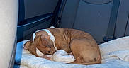 Duke is registered to the contest to win money with this photo: animal, backseat, blanket, brown, car_interior, comfort, cozy, curled_up, dog, fabric, fur, headrest, indoor, pet, relaxation, resting, seatbelt, sleeping, white, window