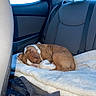dog, sleeping, blanket, car_interior, backseat, seatbelt, brown, white, curled_up, pet, animal, resting, cozy, indoor, comfort, fur, headrest, window, fabric, relaxation