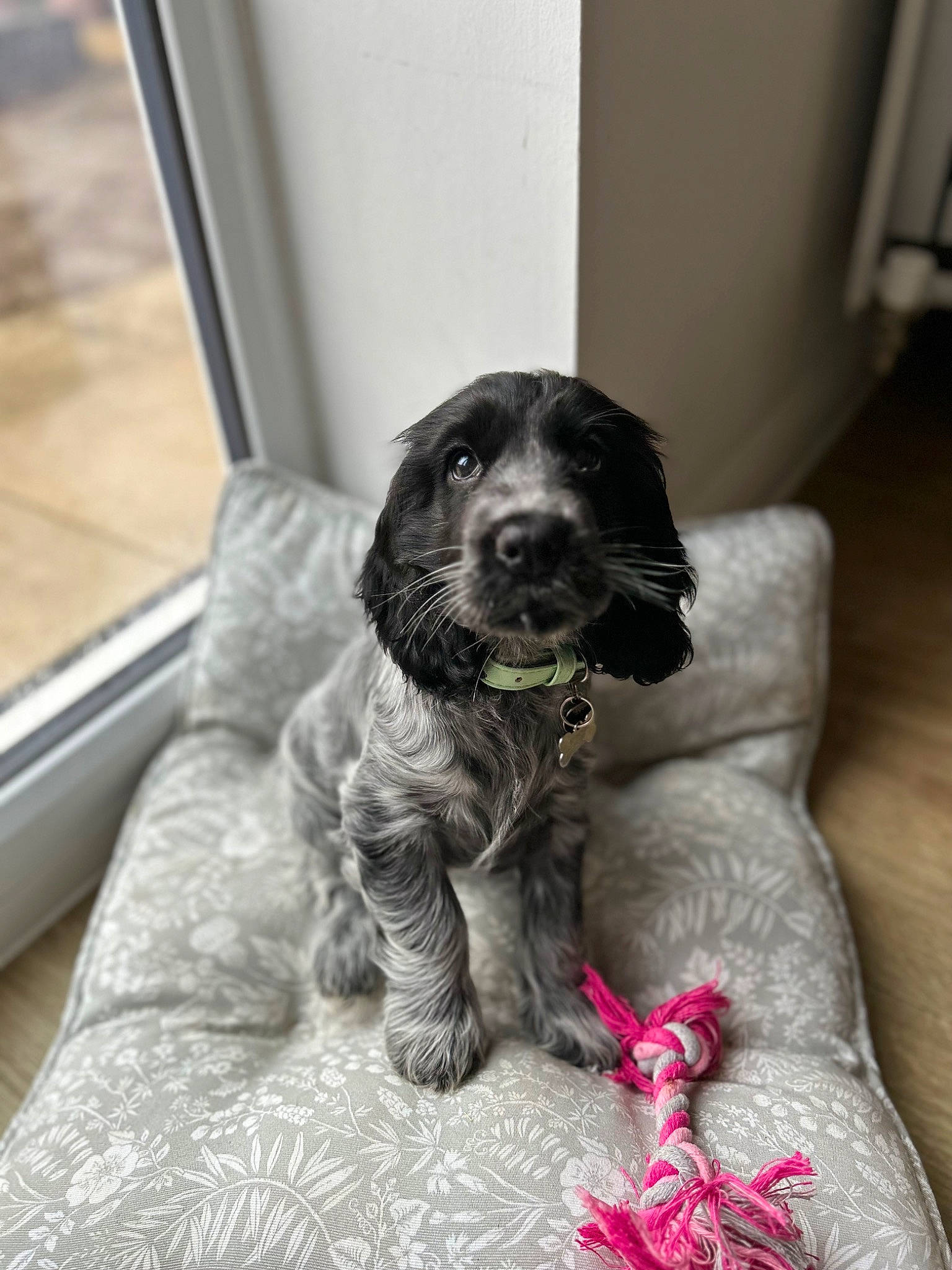 Marley is registered to the contest to win money with this photo: braque_dauvergne, canidae, carnivore, cocker_spaniel, companion_dog, dog, dog_breed, dog_collar, flooring, fur, gun_dog, hardwood, hunting_dog, liver, non_sporting_group, puppy, snout, spaniel, sporting_group, working_animal