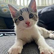 Albert is registered to the contest to win money with this photo: animal, background_blur, cat, close_up, couch, curious, cute, eyes, feline, indoor, kitten, paws, pet, pink_nose, resting, soft_light, tabby, whiskers, white_fur, young