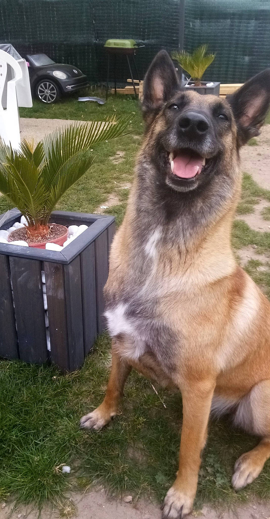 Lexie participe au concours pour gagner de l'argent avec cette photo : canidae, car, collar, companion_dog, dog, dog_breed, east_european_shepherd, fang, fawn, fur, german_shepherd_dog, grass, jaw, king_shepherd, plant, sporting_group, terrestrial_animal, whiskers, working_animal, working_dog