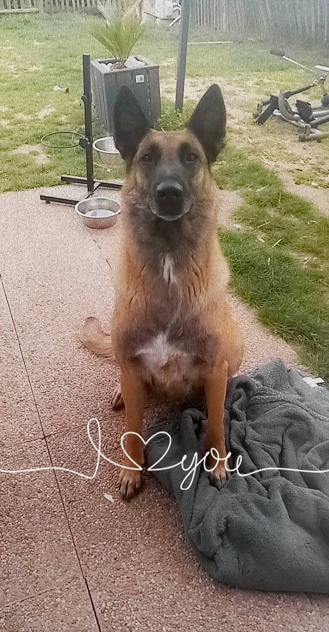 Lexie participe au concours pour gagner de l'argent avec cette photo : belgian_shepherd_malinois, carnivore, collar, companion_dog, dog, dog_breed, east_european_shepherd, fawn, flooring, fur, german_shepherd_dog, herding_dog, king_shepherd, old_german_shepherd_dog, outdoor_furniture, snout, soil, street_dog, working_animal, working_dog