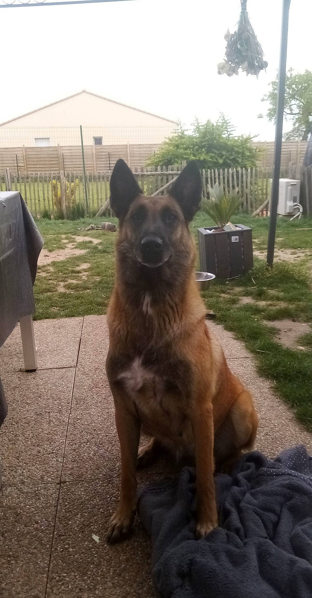 Lexie a rejoint le concours — aidez-le/la à gagner de superbes lots ! australian_cattle_dog, carnivore, companion_dog, dog, dog_breed, east_european_shepherd, fawn, german_shepherd_dog, guard_dog, herding_dog, liver, old_german_shepherd_dog, plant, sky, sporting_group, street_dog, tail, terrestrial_animal, tree, working_animal