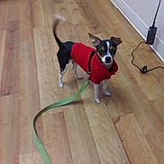 Bruno Mars joined the competition — help win amazing prizes! animal, baseboard, black_white_brown_dog, cable, curious, cute, dog, ears, electronic_device, flooring, indoor, leash, looking, pet, red_sweater, small_dog, standing, tail, wall, wooden_floor