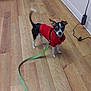 animal, baseboard, black_white_brown_dog, cable, curious, cute, dog, ears, electronic_device, flooring, indoor, leash, looking, pet, red_sweater, small_dog, standing, tail, wall, wooden_floor