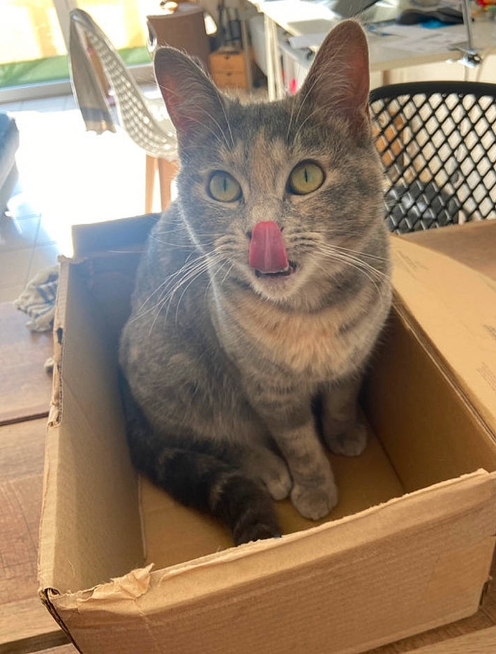 Kwak participe au concours pour gagner de l'argent avec cette photo : box, cardboard, carnivore, carton, cat, cat_supply, chair, domestic_short_haired_cat, felidae, fur, packaging_and_labeling, packing_materials, pet_supply, shipping_box, small_to_medium_sized_cats, snout, whiskers, wood