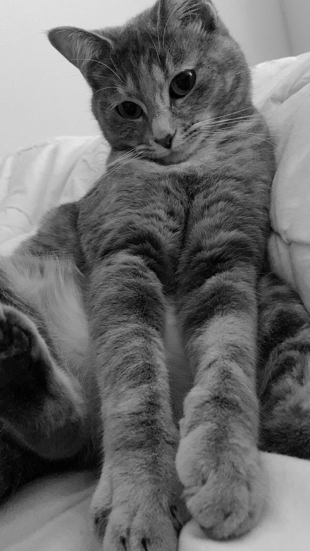 Kwak a rejoint le concours — aidez-le/la à gagner de superbes lots ! carnivore, cat, claw, comfort, domestic_short_haired_cat, eye, felidae, fur, gesture, grey, monochrome, monochrome_photography, paw, sitting, small_to_medium_sized_cats, snout, tail, terrestrial_animal, vertebrate, whiskers