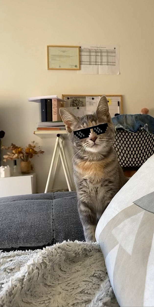 Kwak a rejoint le concours — aidez-le/la à gagner de superbes lots ! carnivore, cat, comfort, couch, domestic_short_haired_cat, door, felidae, floor, flooring, fur, grey, living_room, picture_frame, shelf, small_to_medium_sized_cats, tail, tree, whiskers, window, wood