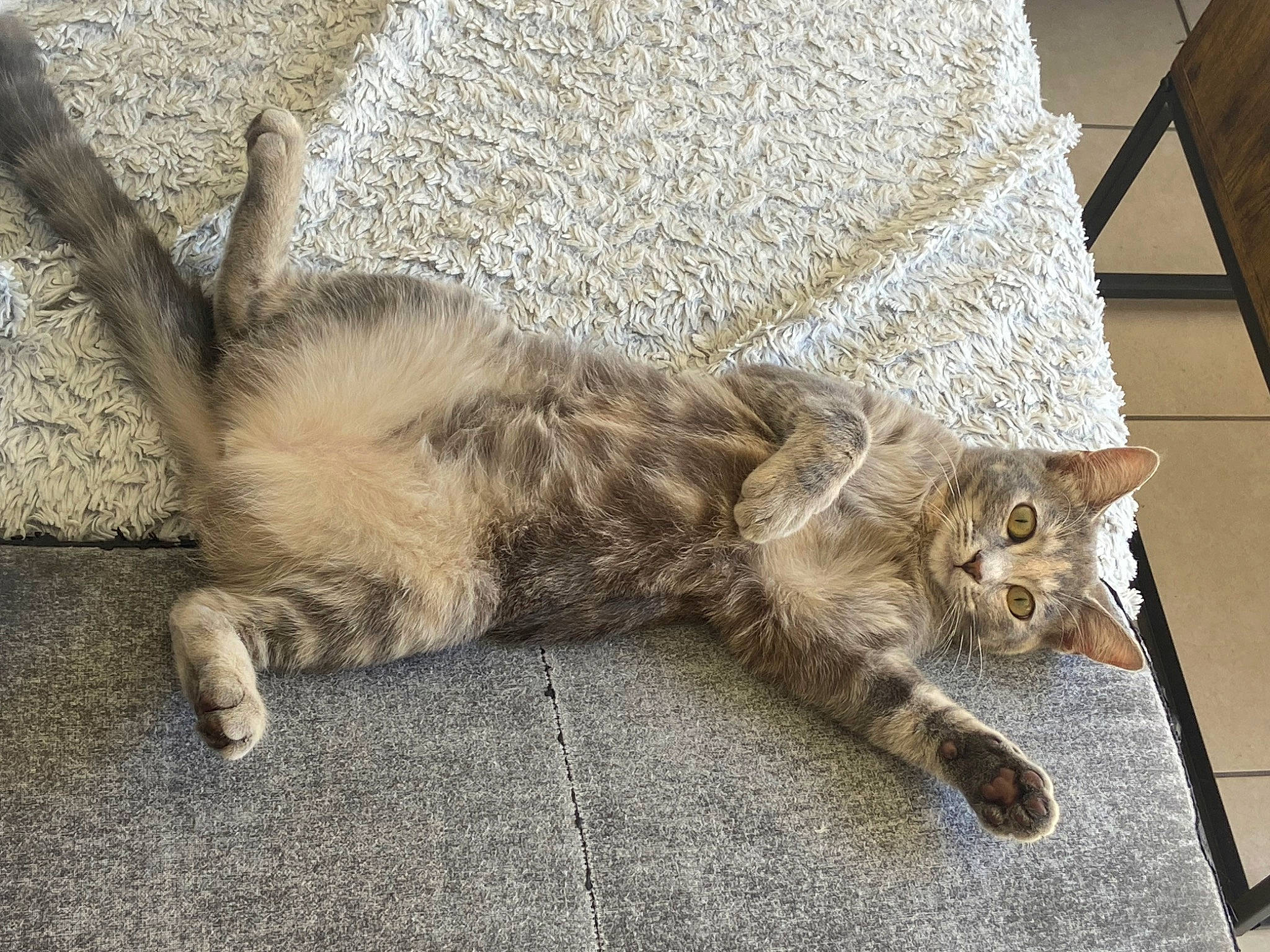 Kwak participe au concours pour gagner de l'argent avec cette photo : carnivore, cat, claw, comfort, domestic_short_haired_cat, fawn, felidae, flooring, fur, grey, nap, paw, small_to_medium_sized_cats, tail, terrestrial_animal, whiskers, wood