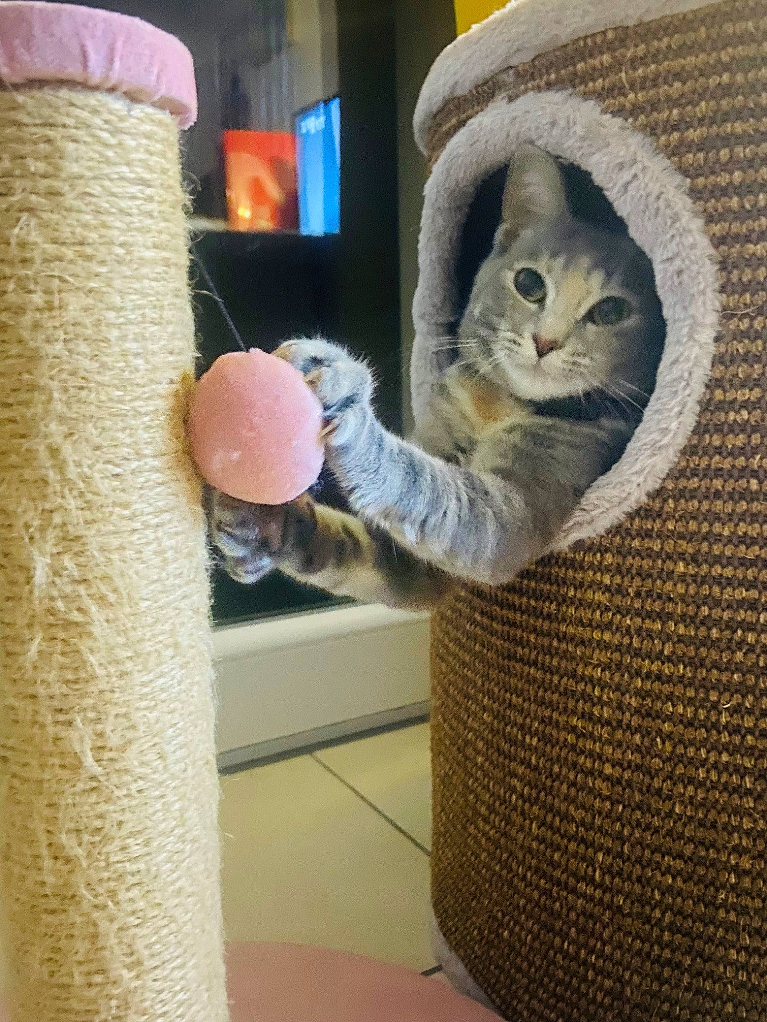 Kwak a rejoint le concours — aidez-le/la à gagner de superbes lots ! carnivore, cat, cat_supply, comfort, domestic_short_haired_cat, fawn, felidae, fur, headgear, room, shelf, shelving, small_to_medium_sized_cats, stuffed_toy, tail, toy, whiskers, window, wood, wool