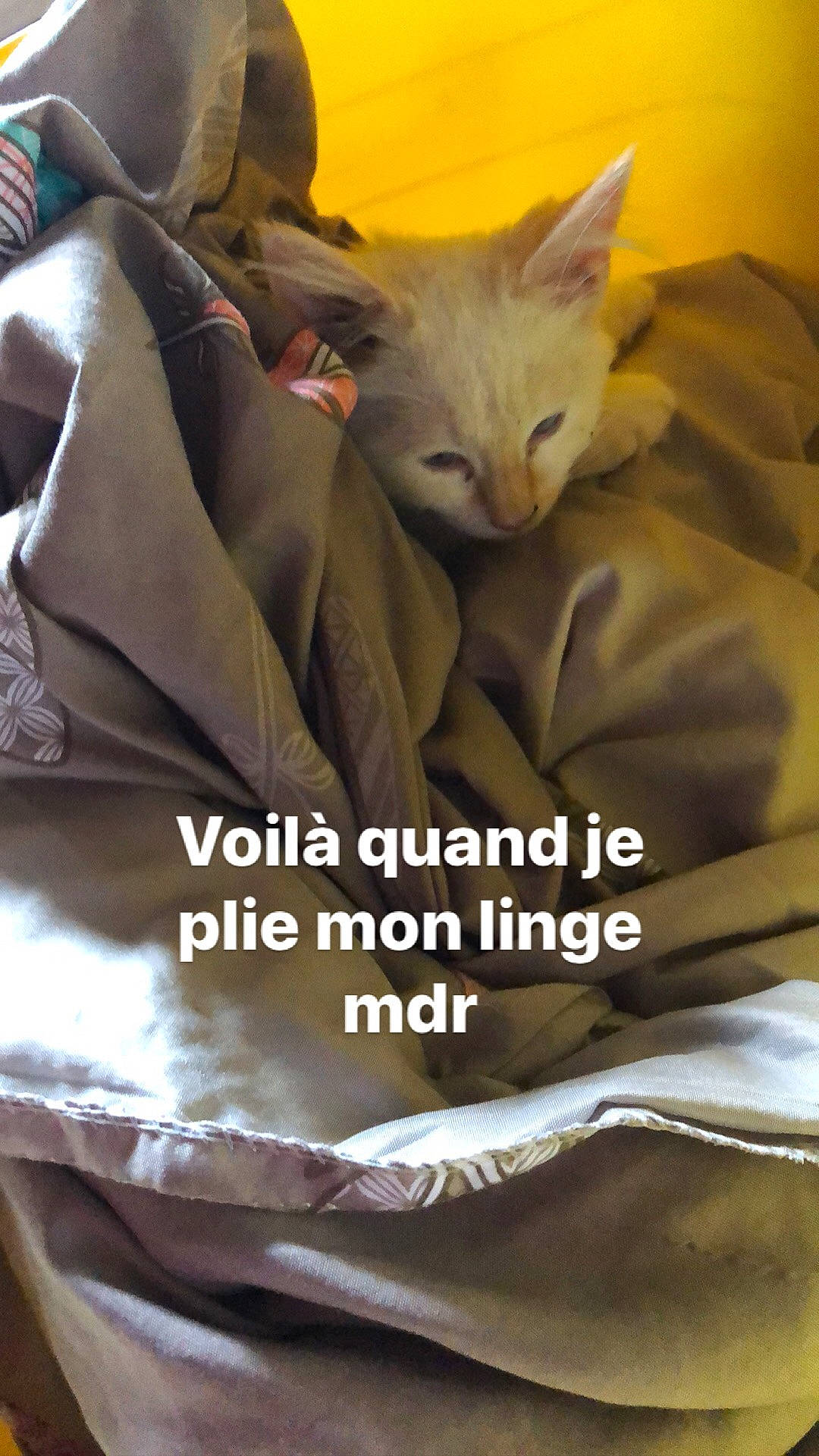 Popey participe au concours pour gagner de l'argent avec cette photo : asian, carnivore, cat, domestic_short_haired_cat, felidae, nap, photo_caption, small_to_medium_sized_cats, whiskers