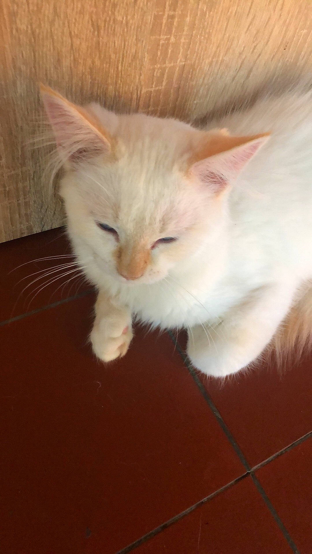 Popey a rejoint le concours — aidez-le/la à gagner de superbes lots ! asian, burmilla, carnivore, cat, cymric, domestic_long_haired_cat, domestic_short_haired_cat, fawn, felidae, khao_manee, kitten, mammal, ojos_azules, persian, ragdoll, small_to_medium_sized_cats, turkish_angora, turkish_van, vertebrate, whiskers