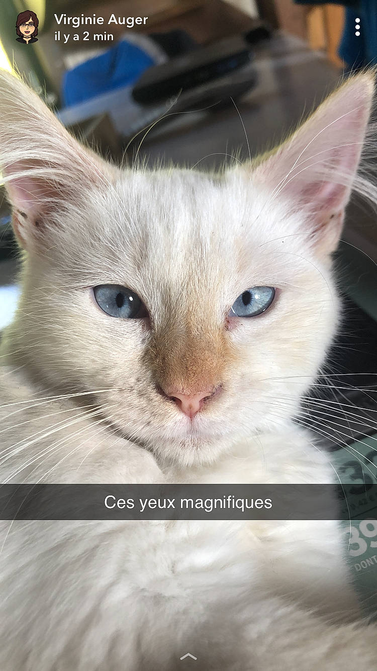 Popey participe au concours pour gagner de l'argent avec cette photo : aegean_cat, asian, carnivore, cat, close_up, colorpoint_shorthair, felidae, javanese, khao_manee, kitten, mammal, ojos_azules, photo_caption, ragdoll, small_to_medium_sized_cats, snout, thai, turkish_angora, vertebrate, whiskers