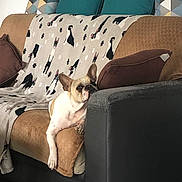 Salto participe au concours pour gagner de l'argent avec cette photo : dog, french_bulldog, couch, blanket, pillow, living_room, pet, relaxed, brown, white, pattern, fabric, indoor, resting, animal, cute, ears, fur, home, comfort