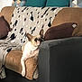 dog, french_bulldog, couch, blanket, pillow, living_room, pet, relaxed, brown, white, pattern, fabric, indoor, resting, animal, cute, ears, fur, home, comfort
