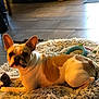 Salto participe au concours pour gagner de l'argent avec cette photo : dog, french_bulldog, pet, indoor, rug, toy, floor, tile_floor, wooden_furniture, relaxed, animal, canine, brown_and_white, ears_up, paw, lying_down, cozy, home, domestic, companion