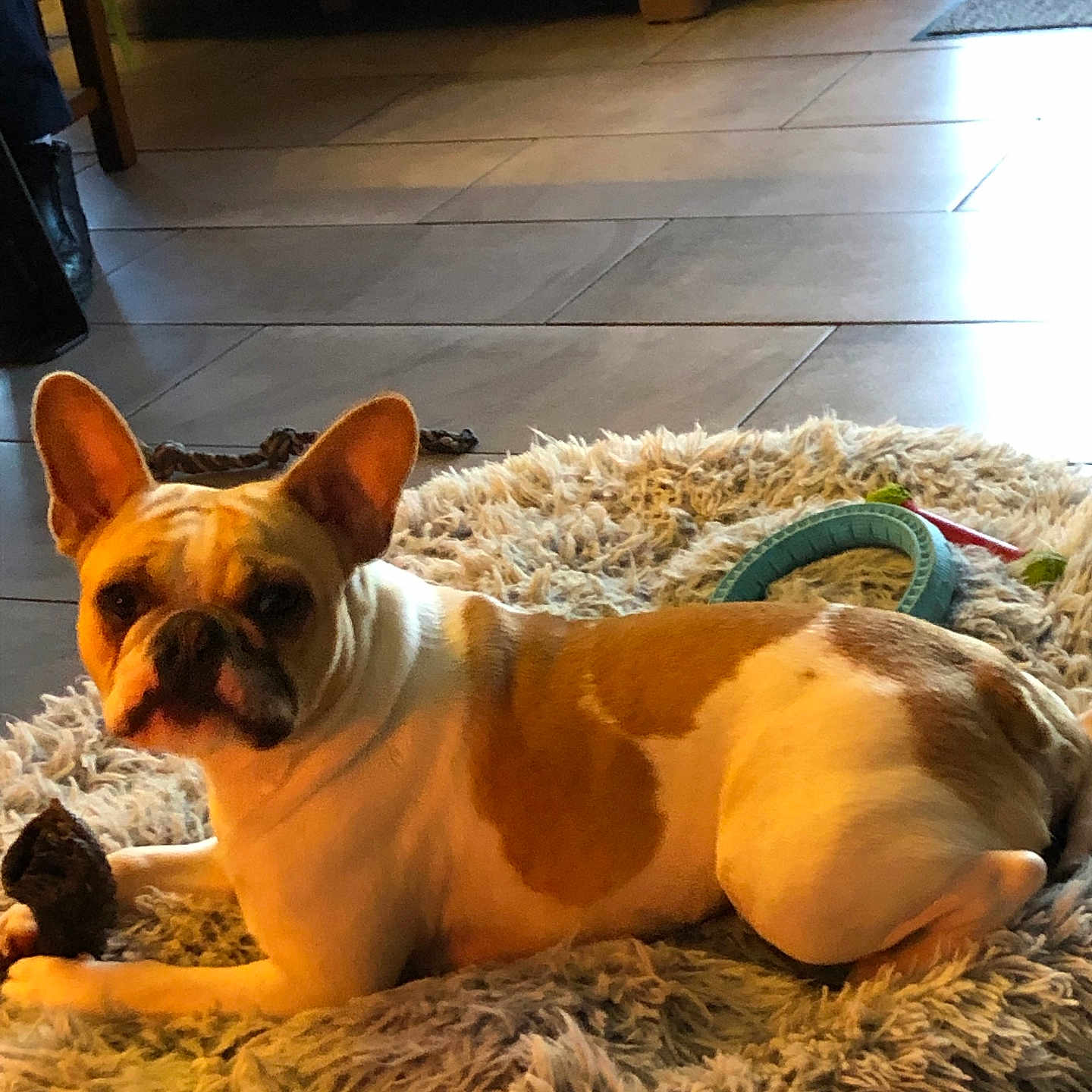Salto participe au concours pour gagner de l'argent avec cette photo : animal, brown_and_white, canine, companion, cozy, dog, domestic, ears_up, floor, french_bulldog, home, indoor, lying_down, paw, pet, relaxed, rug, tile_floor, toy, wooden_furniture