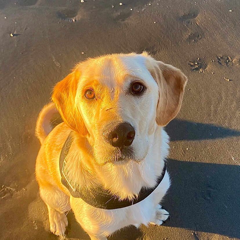 Zlatan participe au concours pour gagner de l'argent avec cette photo : accessories, animal, beach, beagle, canine, coast, dog, goldenretriever, hound, labradorretriever, leash, nature, outdoors, pet, puppy, sand, sea, shoreline, water, whitedog
