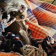 Wrigley is registered to the contest to win money with this photo: dog, small_dog, pet, blanket, woven_blanket, cozy, indoor, cute, fur, ears, snuggle, looking_up, colorful, textile, home, comfort, animal, cute_pet, resting, closeup