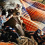 dog, small_dog, pet, blanket, woven_blanket, cozy, indoor, cute, fur, ears, snuggle, looking_up, colorful, textile, home, comfort, animal, cute_pet, resting, closeup