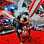 Wrigley joined the competition — help win amazing prizes! dog, small_dog, tie, red_carpet, american_flag, decorations, indoor, pet, curious, cute, fur, ears, black_nose, eyes, animal, portrait, floor, celebration, festive, standing