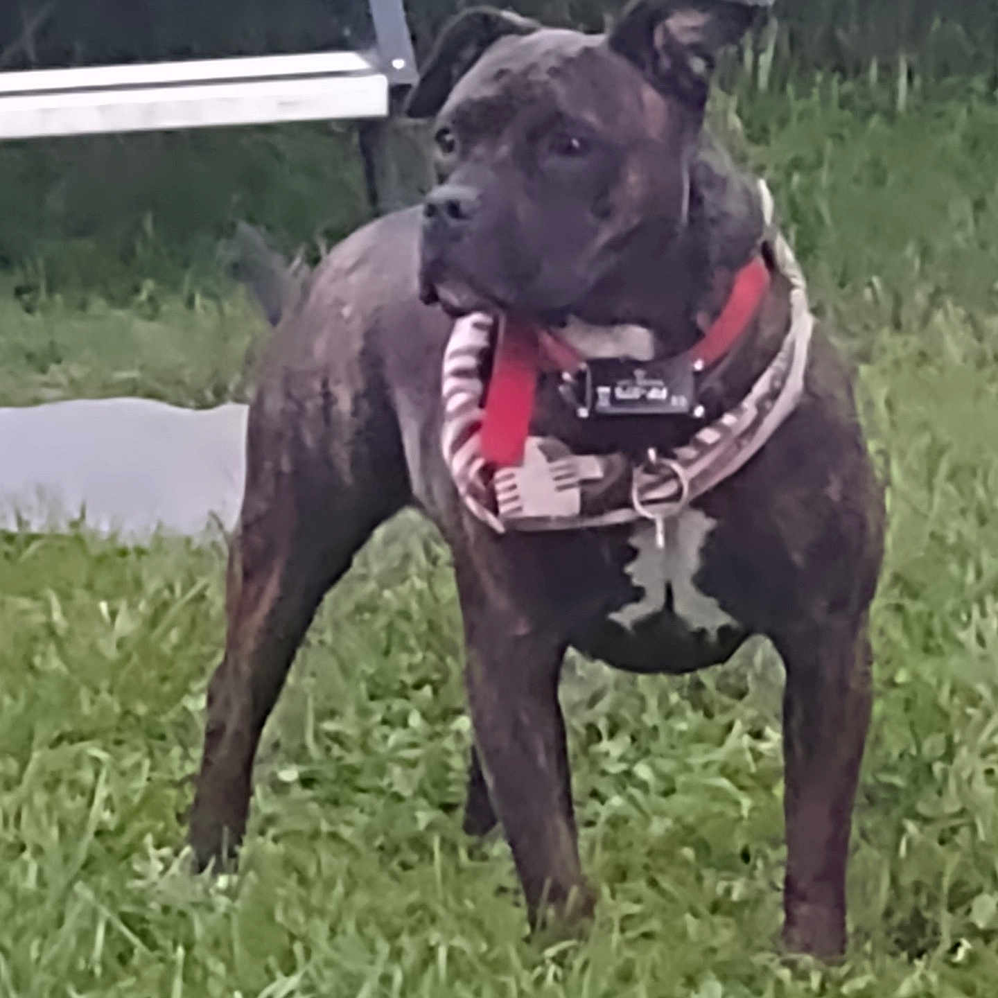Kiki joined the competition — help win amazing prizes! animal, ball, bostonbull, boxer, bulldog, canine, dog, frenchbulldog, grass, lawn, pet, pitbull, plant, policedog, pug, puppy, snout, sport, tennis, tennisball