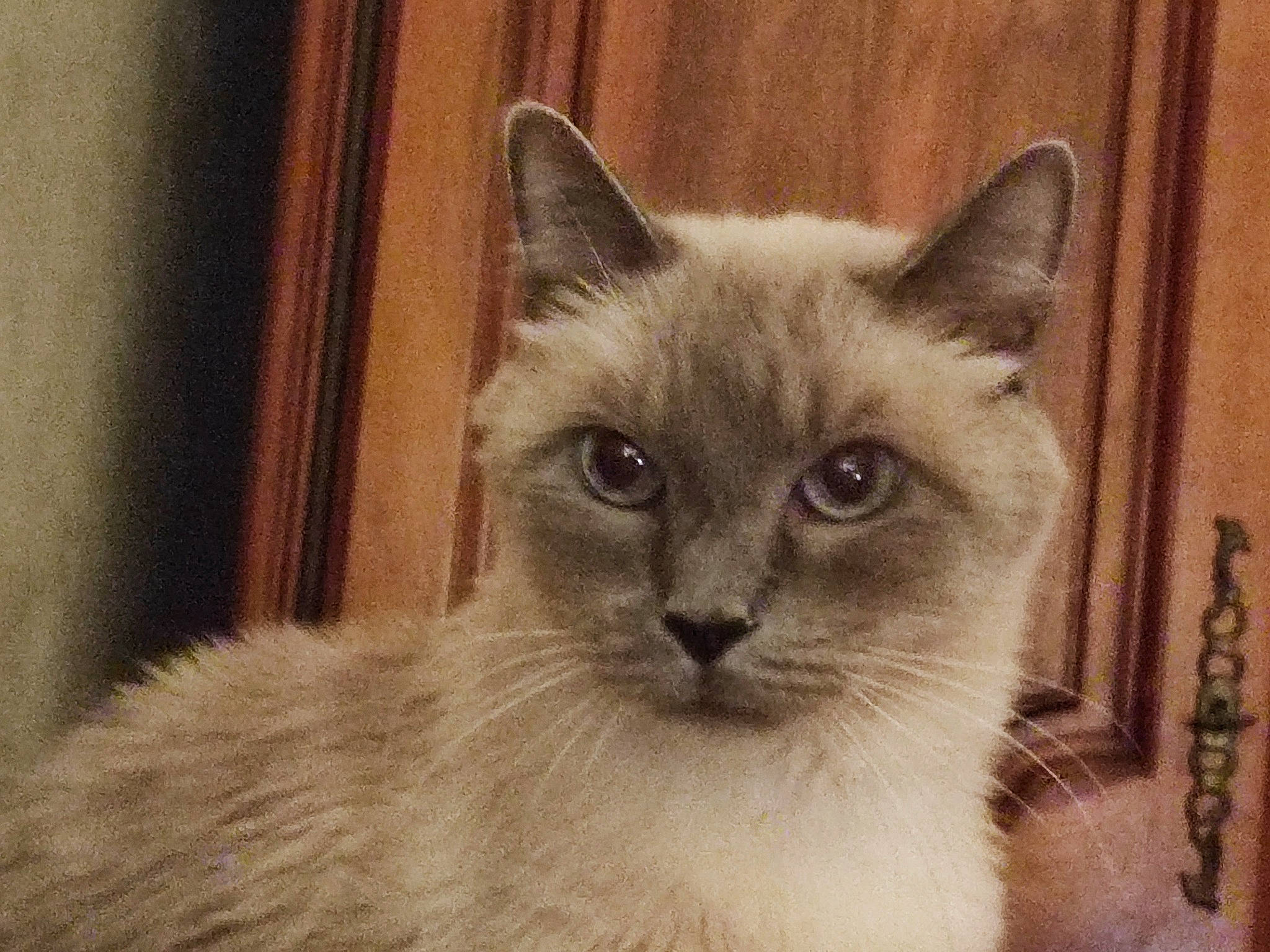 Kenza Et Henia participe au concours pour gagner de l'argent avec cette photo : birman, carnivore, cat, fawn, felidae, fur, ragdoll, small_to_medium_sized_cats, snout, terrestrial_animal, whiskers