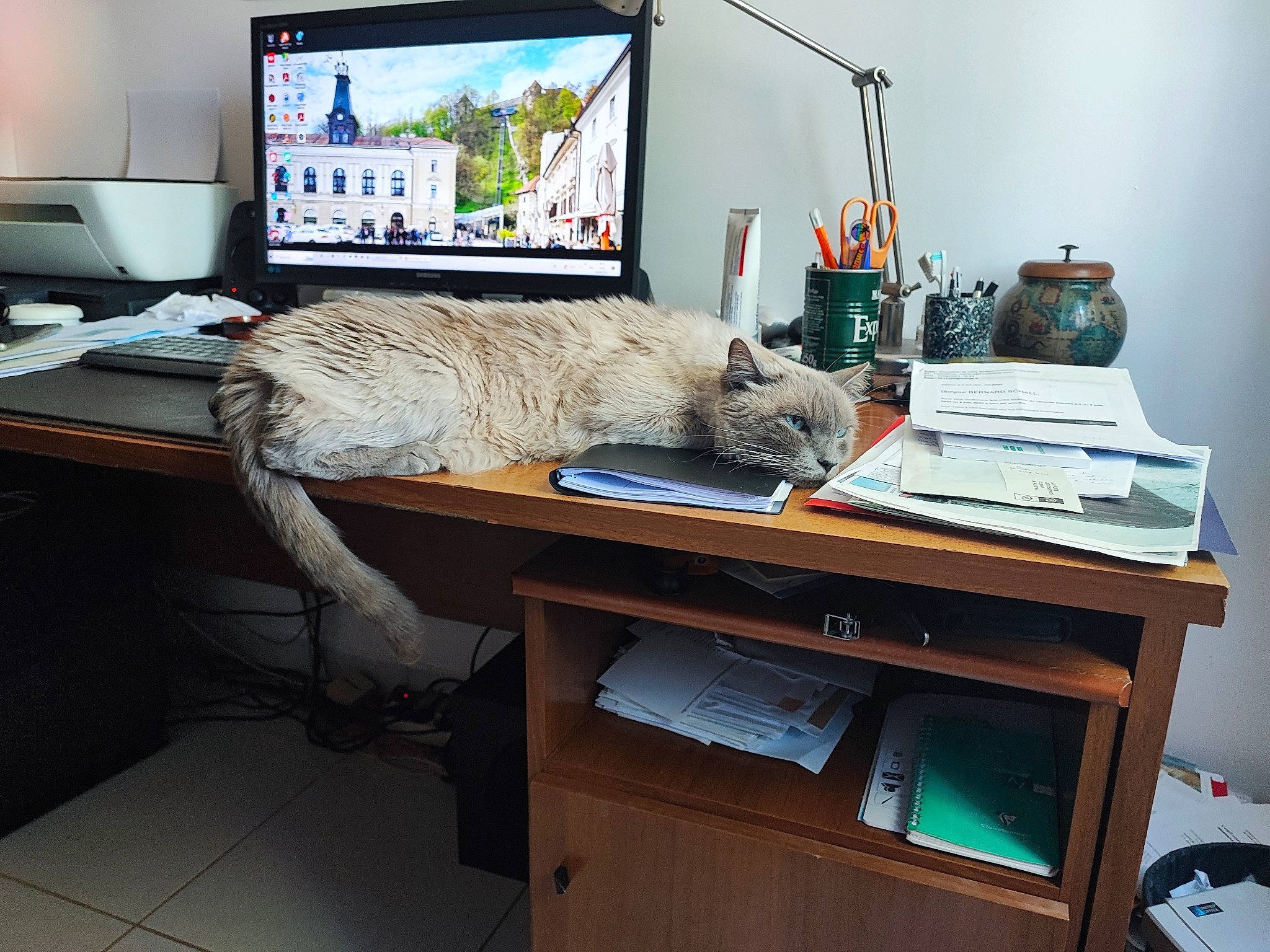 Kenza Et Henia participe au concours pour gagner de l'argent avec cette photo : cat, computer, computer_desk, computer_keyboard, computer_monitor, desk, desktop_computer, electronic_device, felidae, furniture, home_appliance, interior_design, office_supplies, peripheral, personal_computer, shelving, table, television_set, wood, writing_desk