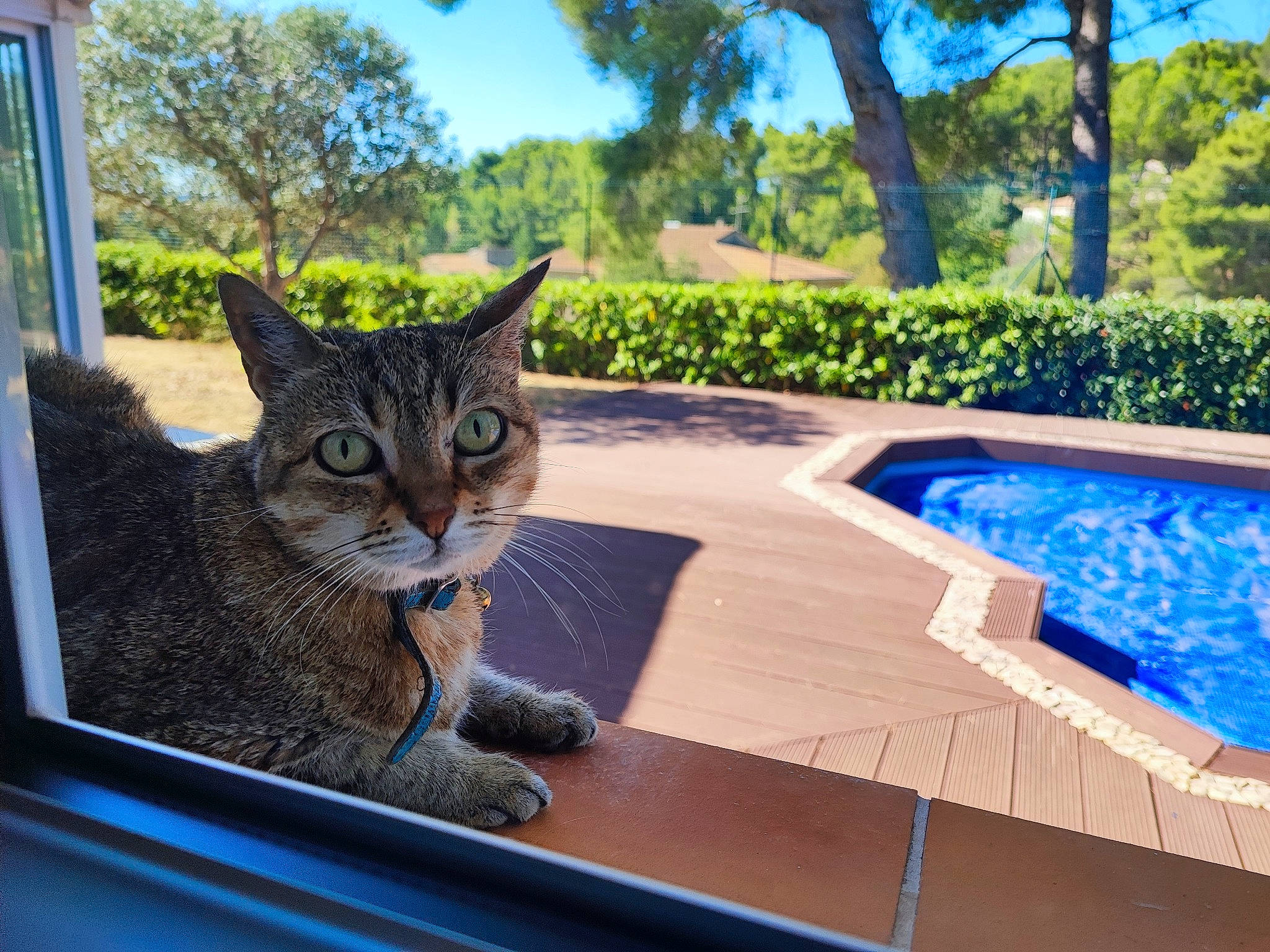 Kenza Et Henia participe au concours pour gagner de l'argent avec cette photo : blue, carnivore, cat, domestic_short_haired_cat, felidae, fur, grass, leisure, outdoor_furniture, plant, shade, sky, small_to_medium_sized_cats, snout, swimming_pool, tail, tree, whiskers, window, wood