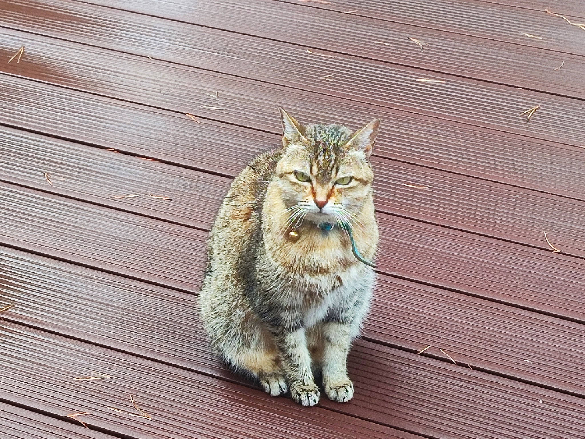 Kenza Et Henia a rejoint le concours — aidez-le/la à gagner de superbes lots ! carnivore, cat, claw, domestic_short_haired_cat, fawn, felidae, flooring, fur, grass, hardwood, paw, road_surface, small_to_medium_sized_cats, snout, tail, terrestrial_animal, whiskers, wildlife, wood, wood_stain