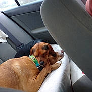 Daisy joined the competition — help win amazing prizes! dog, sleeping, car_interior, backseat, collar, brown_dog, black_dog, resting, pet, animal, friendship, cozy, travel, seat, window, car_seat, domestic_animal, canine, nap, companionship