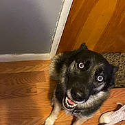 Journey is registered to the contest to win money with this photo: dog, happy, looking_up, wooden_floor, door, sneakers, leopard_print, mat, indoor, pet, canine, fur, black_fur, white_paws, smiling, collar, flooring, animal, household, domestic