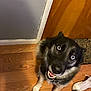 dog, happy, looking_up, wooden_floor, door, sneakers, leopard_print, mat, indoor, pet, canine, fur, black_fur, white_paws, smiling, collar, flooring, animal, household, domestic