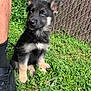 Journey is registered to the contest to win money with this photo: puppy, dog, german_shepherd, grass, fence, person, shoe, black_sneaker, outdoor, pet, young_dog, animal, cute, ears, blue_eyes, sitting, greenery, summer, nature, fur