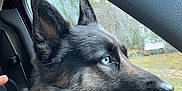 Journey joined the competition — help win amazing prizes! dog, blue_eyes, car_interior, window, rain, seat, collar, pet, side_profile, fur, canine, transportation, road_trip, animal, looking_out, nature, daytime, human_arm, close_up, travel