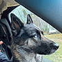 dog, blue_eyes, car_interior, window, rain, seat, collar, pet, side_profile, fur, canine, transportation, road_trip, animal, looking_out, nature, daytime, human_arm, close_up, travel