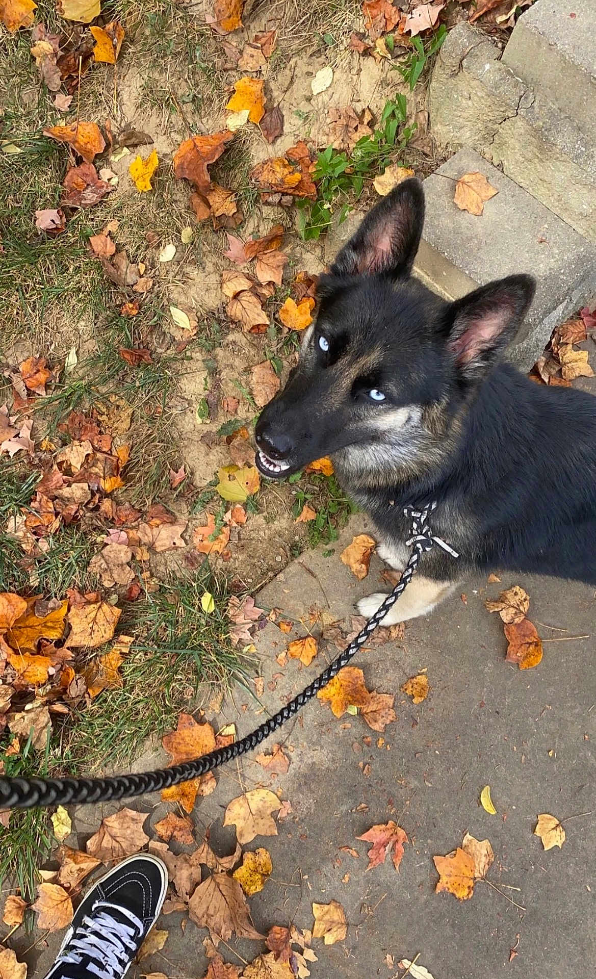 Journey is registered to the contest to win money with this photo: dog, leash, blue_eyes, autumn, fallen_leaves, sidewalk, grass, shoe, black_fur, tan_fur, outdoor, pet, canine, walking, nature, fall_season, pavement, curb, ear, looking_up