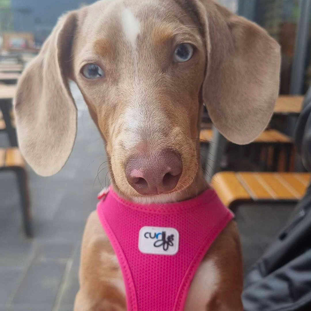 Vicky participe au concours pour gagner de l'argent avec cette photo : animal, architecture, building, canine, clothing, dog, face, furniture, glove, head, hound, outdoors, person, pet, photography, portrait, puppy, shelter, snout, wood