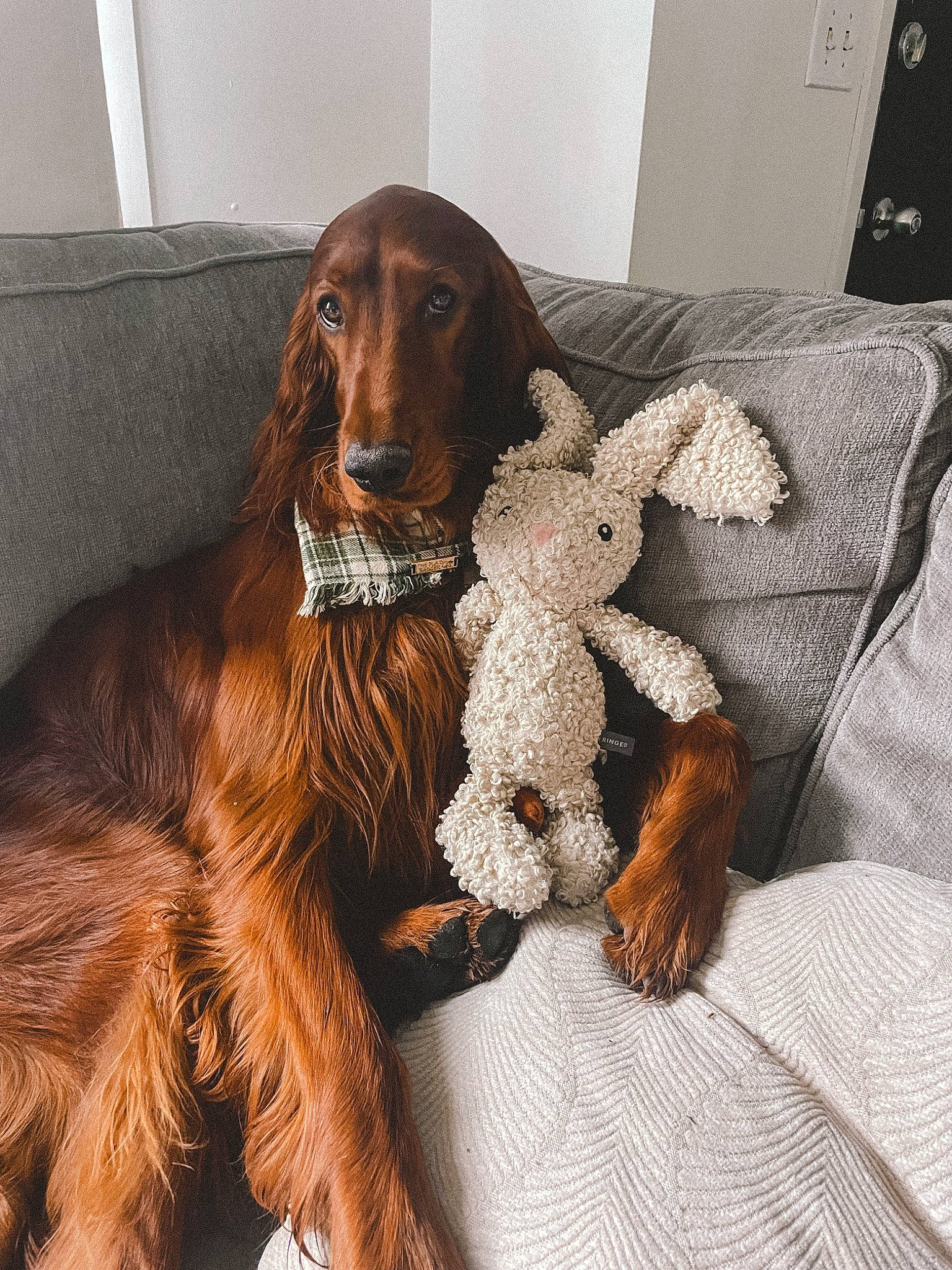 Finnley is registered to the contest to win money with this photo: canidae, carnivore, comfort, companion_dog, dog, dog_breed, fawn, fur, gun_dog, hunting_dog, liver, puppy, retriever, snout, spaniel, sporting_group, toy, wood, working_animal