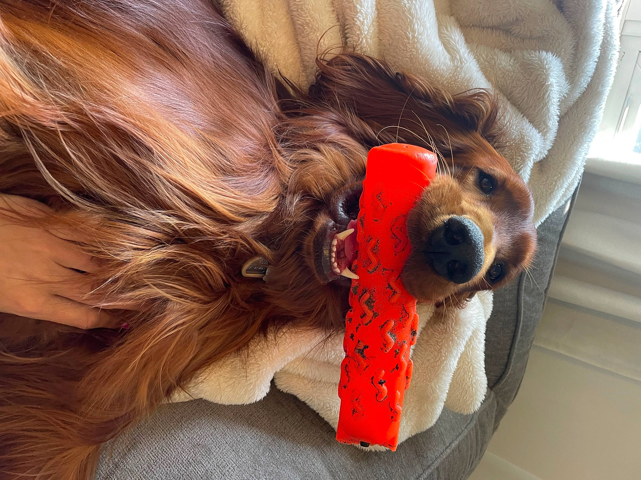 Finnley joined the competition — help win amazing prizes! carnivore, collar, comfort, companion_dog, dog, dog_breed, dog_clothes, dog_collar, dog_supply, ear, eyewear, fawn, goggles, liver, snout, sunglasses, toy_dog, vertebrate, vision_care, whiskers