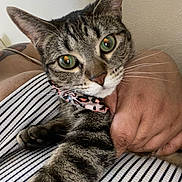 Cookie Lorraine is registered to the contest to win money with this photo: cat, tabby, green_eyes, collar, leopard_print, paw, striped_shirt, hand, person, indoor, close_up, pet, feline, curious, whiskers, fur, cute, animal, domestic, portrait