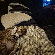 Milow is registered to the contest to win money with this photo: blanket, cat, couch, cozy, domestic_animal, eye_contact, feline, fur, furniture, indoor, living_room, pet, pillows, plaid, playful, relaxed, resting, soft_lighting, tabby_cat, whiskers