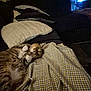 blanket, cat, couch, cozy, domestic_animal, eye_contact, feline, fur, furniture, indoor, living_room, pet, pillows, plaid, playful, relaxed, resting, soft_lighting, tabby_cat, whiskers