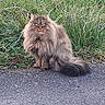 M. Didouilles participe au concours pour gagner de l'argent avec cette photo : cat, fluffy, long_hair, green_eyes, sitting, outdoor, grass, fence, pavement, animal, pet, nature, curious, fur, tail, wildlife, mammal, closeup, alert, portrait
