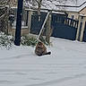 cat, snow, outdoor, fence, gate, winter, fluffy, animal, pet, residential, yard, quiet, cold, nature, house, grass, tree, daylight, calm, solitude