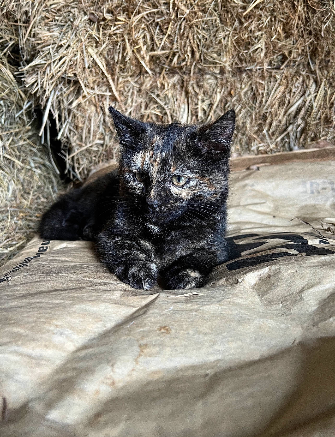 Ana is registered to the contest to win money with this photo: carnivore, cat, claw, domestic_short_haired_cat, felidae, fur, grass, paw, small_to_medium_sized_cats, snout, tail, terrestrial_animal, whiskers, wildlife, wood